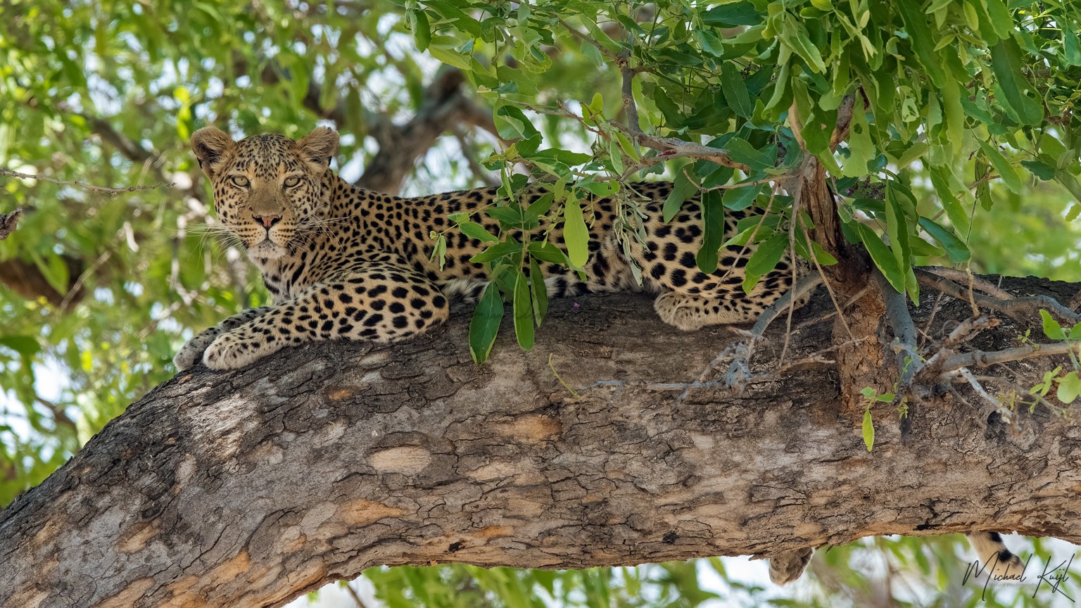 Leopard in a tree Leopard in the tree, botswana, self-drive, nikonD850, Africa, Wildlife, Bushdriving